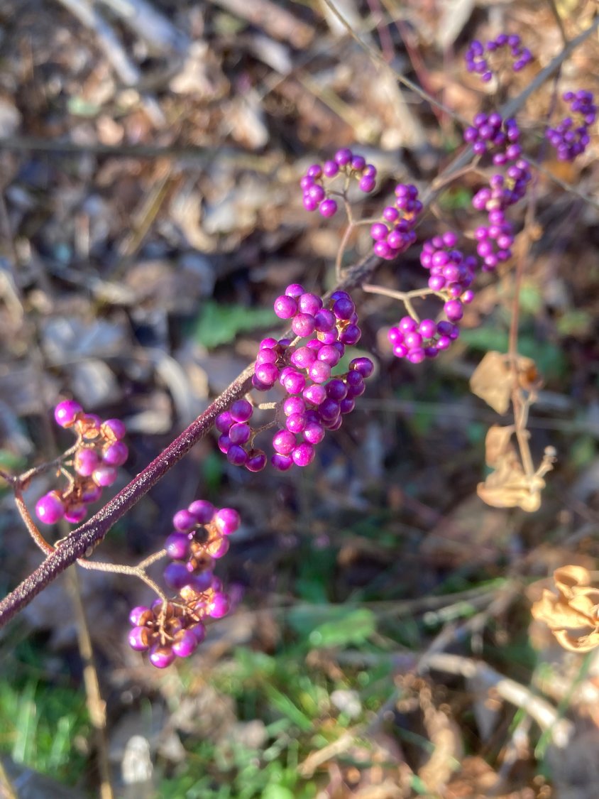 Beautyberry brightens the local landscape with its vivid purple berries, which help to nourish our feathered neighbors during fall and winter.